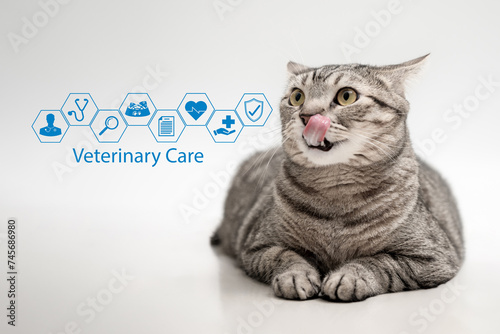 Veterinary care and good health of pets concept. The fat tabby cat sitting on cream-colored floor with veterinary care Icon, Healthcare, Warranty, Pharmacy, Food caring for pet hygiene for good health