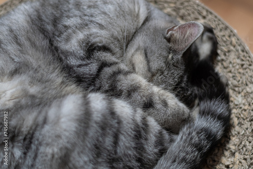 眠る猫 サバトラ猫