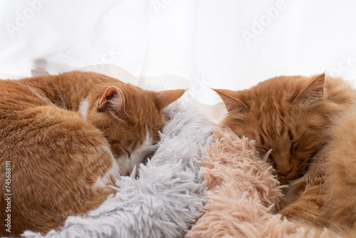 Fototapeta Naklejka Na Ścianę i Meble -  窓辺で眠る二匹の猫