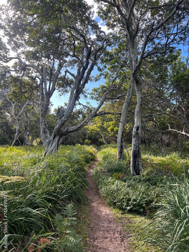Fototapeta premium path in the woods