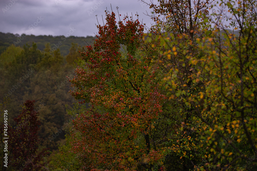 Pyrus communis tree in the wilderness. Colorful wild tree leaves in the autumn on a rainy day
