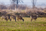group of deer grazing in a field, at the beginning of spring.