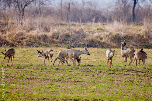 Fototapeta Naklejka Na Ścianę i Meble -  group of deer grazing in a field, at the beginning of spring.