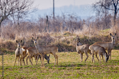 group of deer grazing in a field  at the beginning of spring.