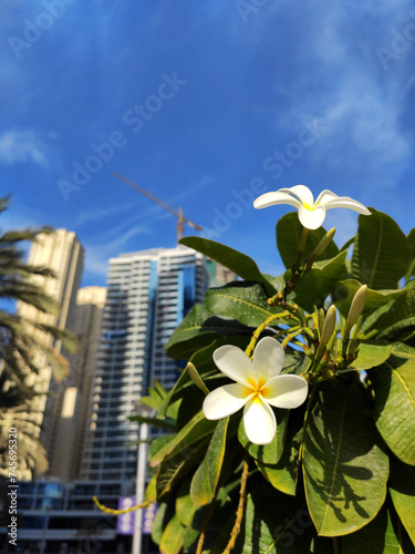 White plumeria flower, or frangipani, against the city background of skyscrapers and construction site in Dubai. Tropical plant in the urban setting