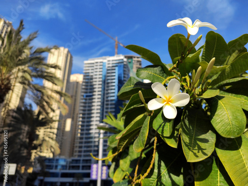 White plumeria flower, or frangipani, against the city background of skyscrapers and construction site in Dubai. Tropical plant in the urban setting