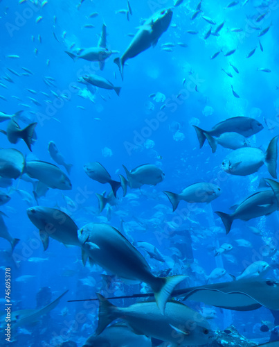 Various types of fish and sea animals swimming in a large underwater aquarium 