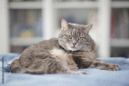 Portrait of a beautiful cat with a shallow depth of field.