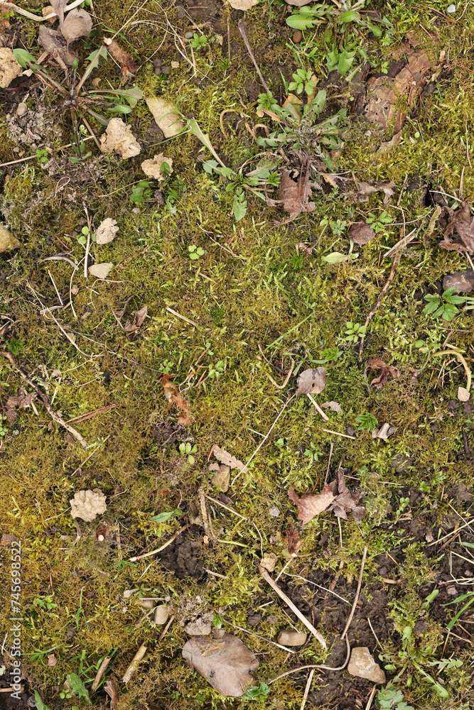 Top view of soil texture with grass. Earth background, green sprouts. A bare field overgrown with grass. Field problems Top view of soil texture with grass. Earth background, green sprouts. A bare field overgrown with grass. Field problems