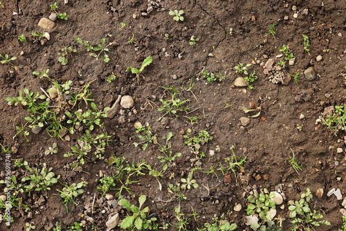 Top view of soil texture with grass. Earth background, green sprouts. A bare field overgrown with grass. Field problems