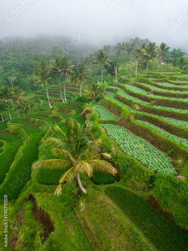 Rice terrace aerial scenery