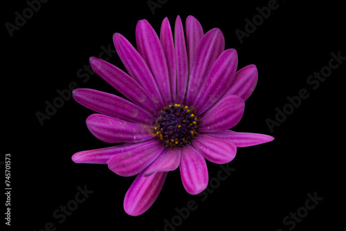 Purple African Daisy Osteospermum Soprano flower isolated on black background
