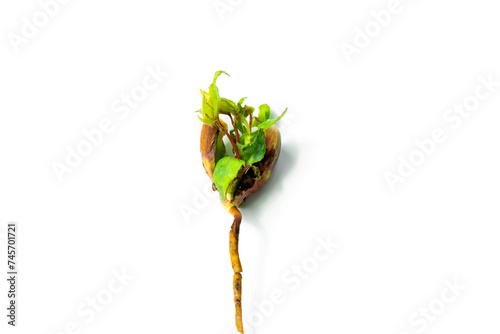 Foto Close-up of a young sprout isolated on a white background with space for text