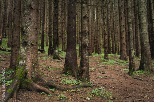 Spruce forest in Zakopane national park in Poland in summer.