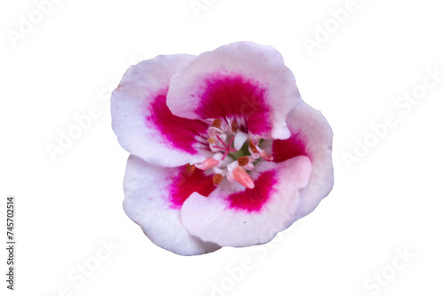 Pelargonium peltatum (Ivy Geranium) pink flower in bloom isolated on Transparent background png photo