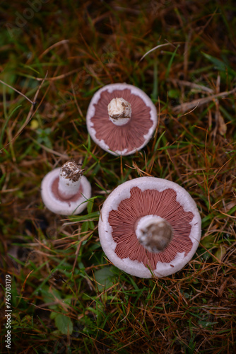 Identification of Agaricus campestris fungal plants in their natural environment. Collecting edible field mushrooms in wet weather
