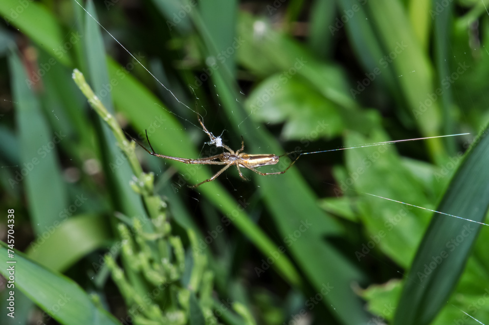 Long knitting spider or Tetragnatha extensa on a web in the grass Long knitting spider or Tetragnatha extensa on a web in the grass