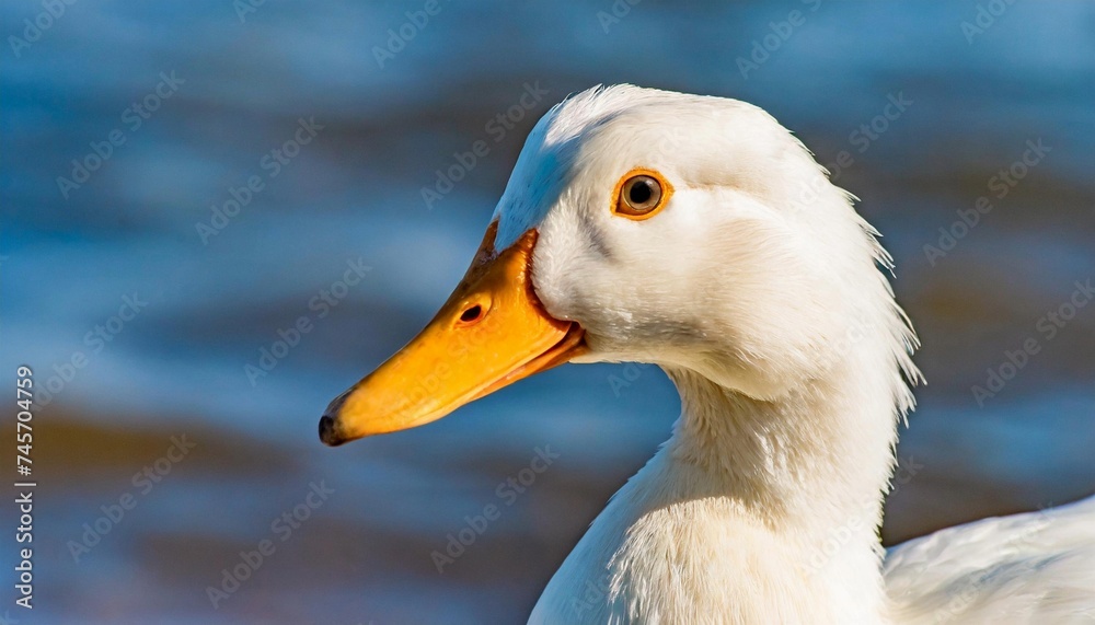 White duck looking at camera. Domestic farm bird. White duck looking at camera. Domestic farm bird.