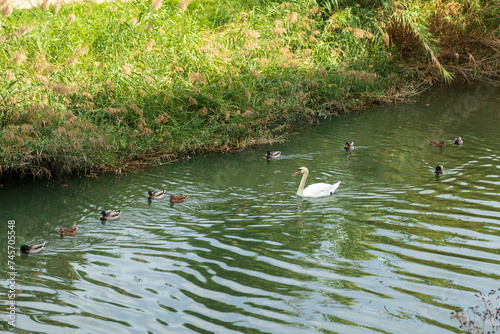 swans on the lake