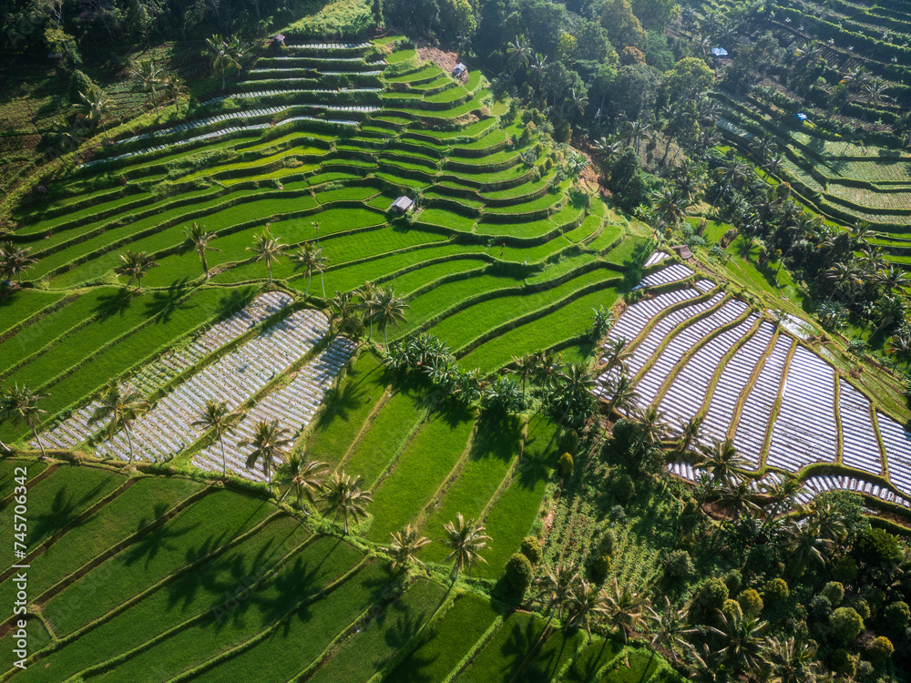 aerial rice terrace secenery