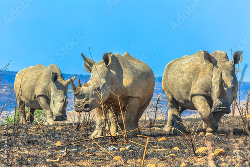 Three black rhinos standing in the savannah of Hluhluwe-Imfolozi Park, South Africa. The hunting reserve of Umfolozi has the highest concentration of rhinos in the world. Blue sky with copy space.