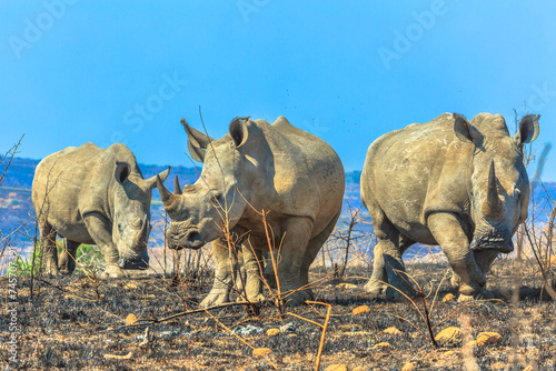 Картината върху платно Three black rhinos standing in the savannah of Hluhluwe-Imfolozi Park, South Africa