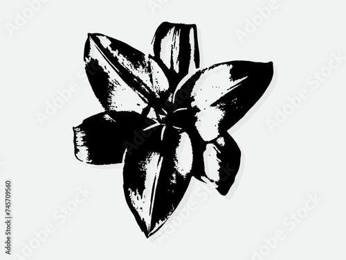 Flower engraving vector illustration. Scratch board style imitation. Black and white hand drawn image. llustrations for poster, background or card. photo