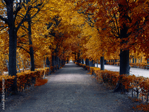 Fototapeta Naklejka Na Ścianę i Meble -  colorful autumn tree alley