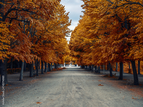 Fototapeta Naklejka Na Ścianę i Meble -  colorful autumn tree alley
