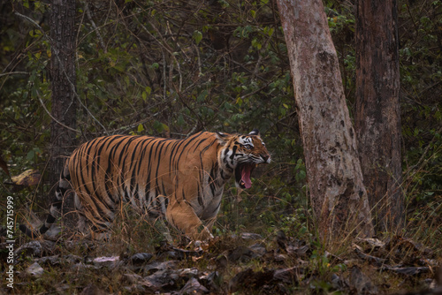 Bengal Tiger - Panthera Tigris tigris  beautiful colored large cat from South Asian forests and woodlands  Nagarahole Tiger Reserve  India.