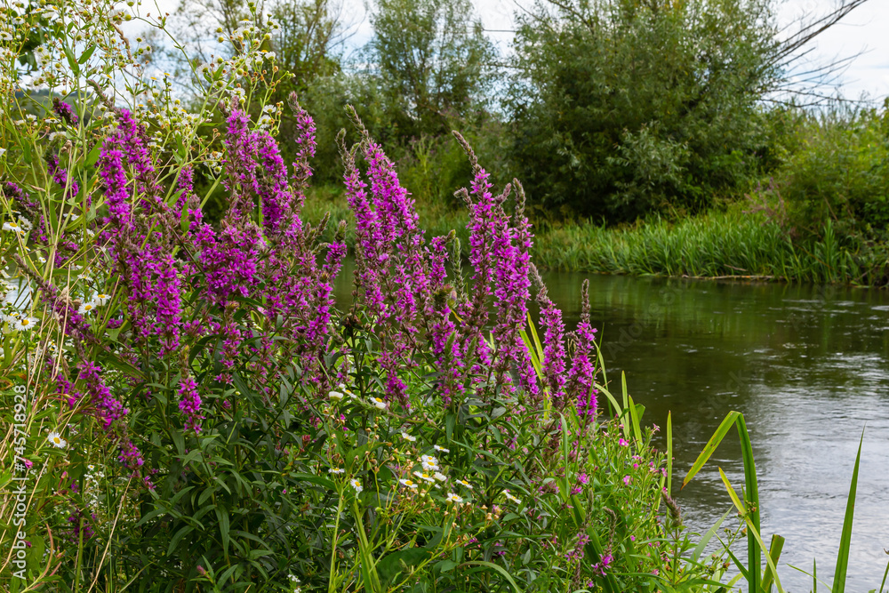 Fototapeta premium Purple loosestrife Lythrum salicaria inflorescence. Flower spike of plant in the family Lythraceae, associated with wet habitats