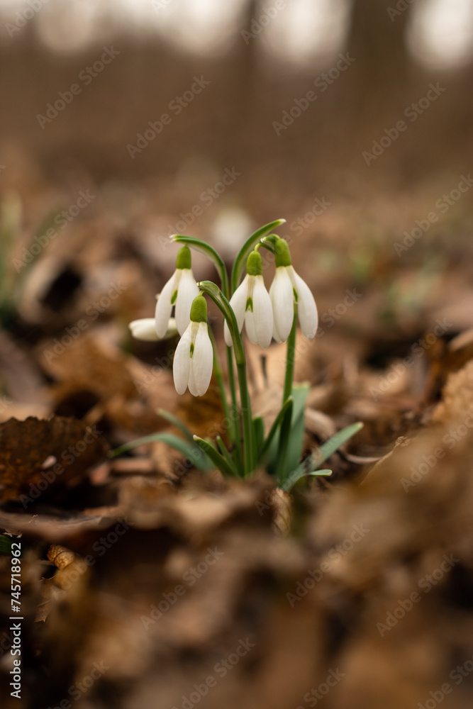 Obraz premium First snowdrops blooming in the early spring forest