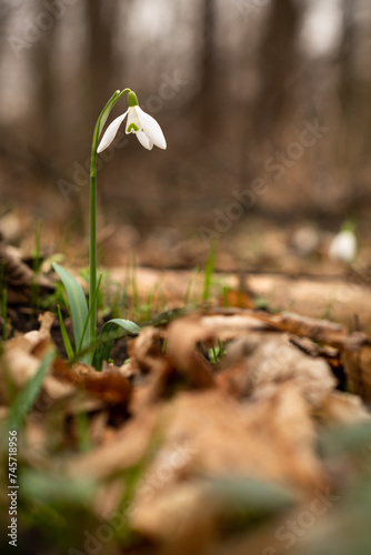 First snowdrops blooming in the early spring forest