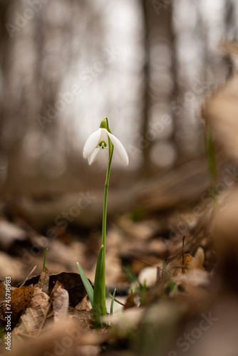 First snowdrops blooming in the early spring forest