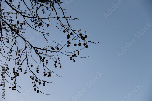 Platanus Hispanica silhouette in the afternoon