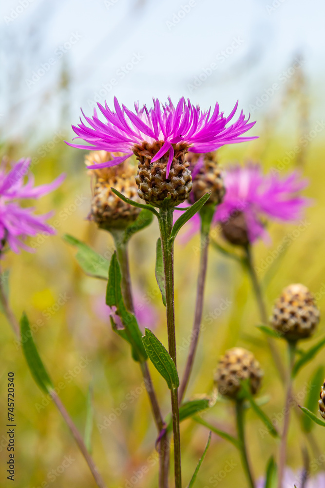 Centaurea jacea, the Brown Knapweed, known also as Brown-rayed Knapweed, Brownray Knapweed and Hardheads Centaurea jacea, the Brown Knapweed, known also as Brown-rayed Knapweed, Brownray Knapweed and Hardheads