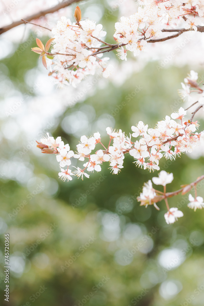 桜 桜