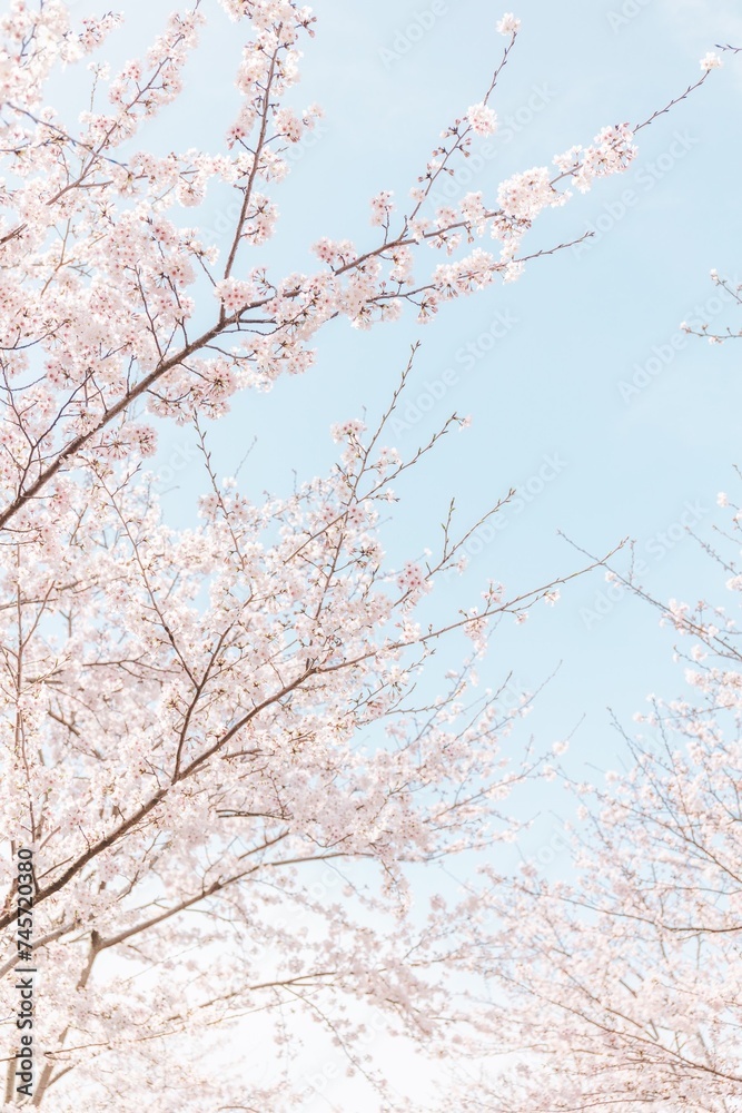 桜と空 桜と空
