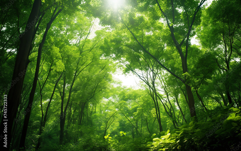 Dense Green Forest with Filtered Sunlight Isolated on Transparent Background PNG.