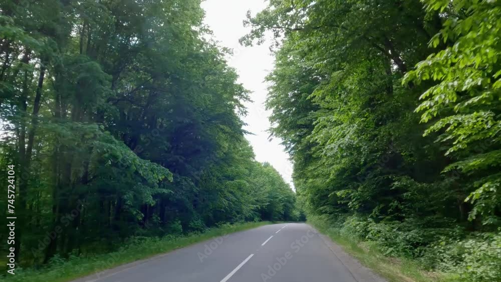 Local asphalt road with forest on both sides Local asphalt road with forest on both sides