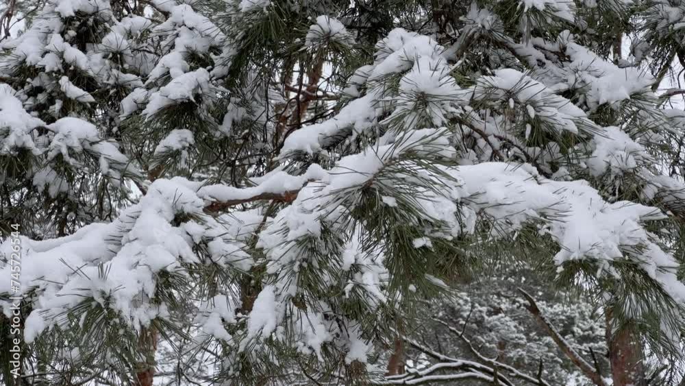Pine branches covered with snow in winter forest close-up Pine branches covered with snow in winter forest close-up