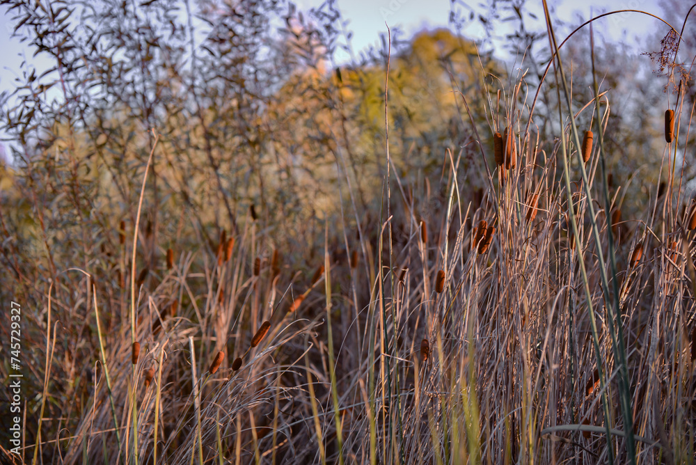 Rush reed in a warm light of the autumn season. Typha plant at the lake in a sunny day Rush reed in a warm light of the autumn season. Typha plant at the lake in a sunny day