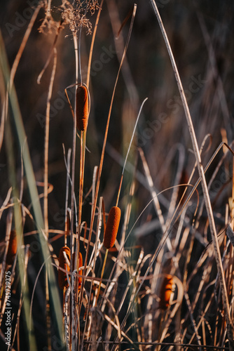 Rush reed in a warm light of the autumn season. Typha plant at the lake in a sunny day © badescu