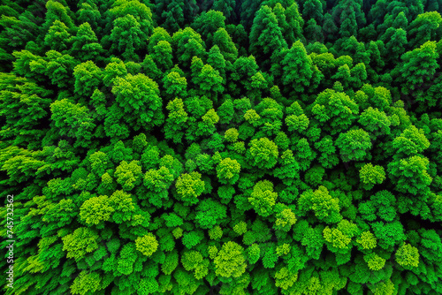 drone view rain forest © Hendra