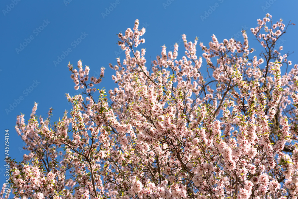 almond tree in bloom blossom flowers pink pastel blue sky spring gran canaria island wallpaper background backdrop poster almond tree in bloom blossom flowers pink pastel blue sky spring gran canaria island wallpaper background backdrop poster