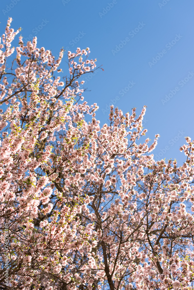 almond tree in bloom blossom flowers pink pastel blue sky spring gran canaria island wallpaper background backdrop poster