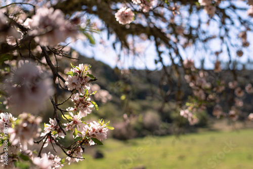 almond tree blossoming blossom bloom flowers in a volcan gran canaria island spain Caldera Los Marteles photo