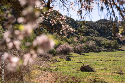 almond tree blossoming blossom bloom flowers in a volcan gran canaria island spain Caldera Los Marteles photo