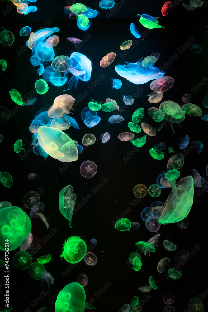 colorful jellyfish glowing in the dark water aquarium background ...