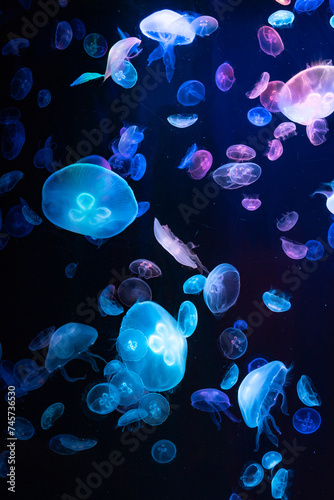 colorful jellyfish glowing in the dark water aquarium background wallpaper poster underwater deep ocean life animals